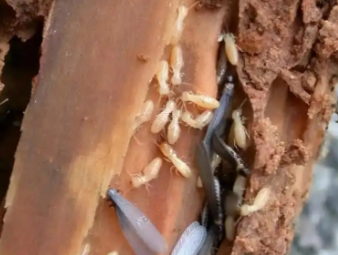 尚义白蚁防治公司分享白蚁高发季节特点与阶段性防控方案